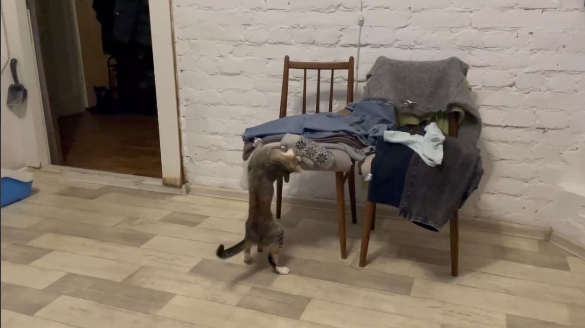 Коты приколы с надписями. Котенок ничего не понимает. Понимающий кот. Кот догадался. Котенок ничего не понимает.