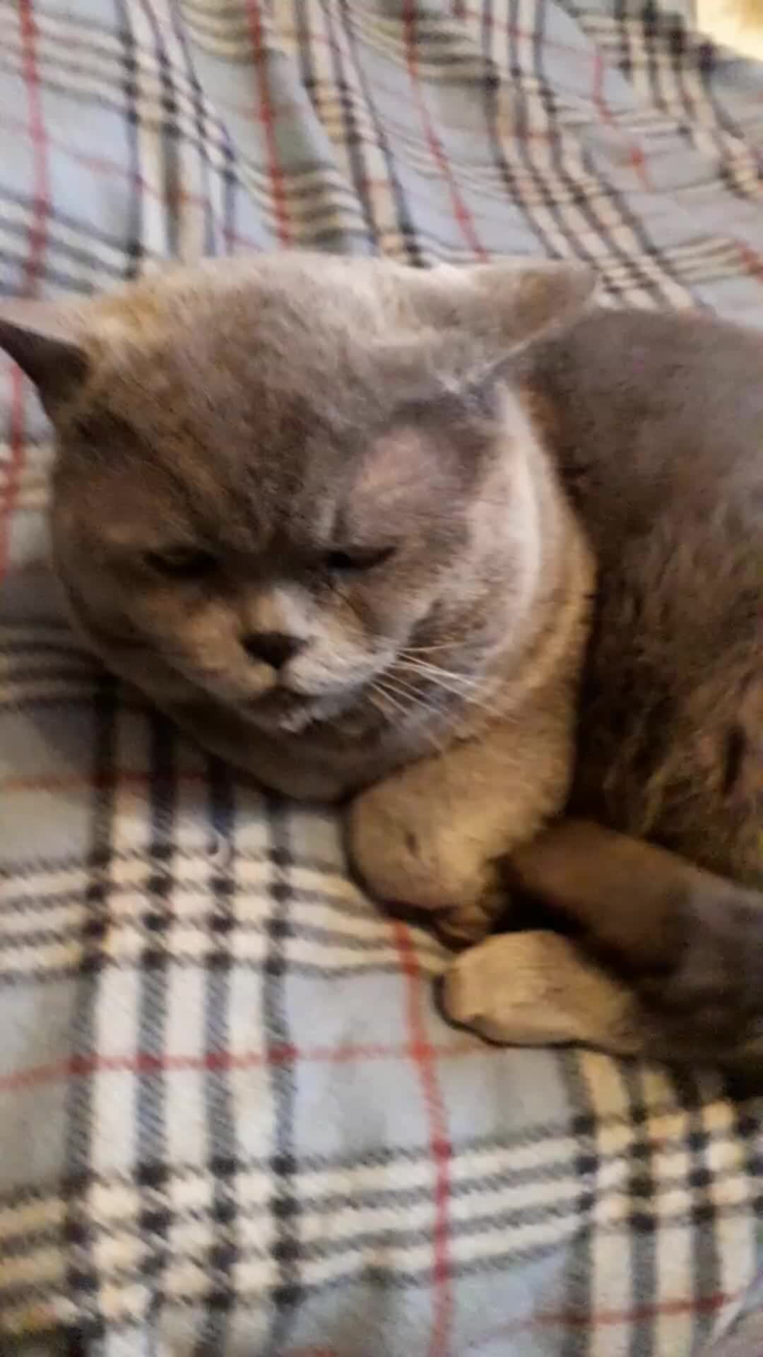 Обиженный котик картинки