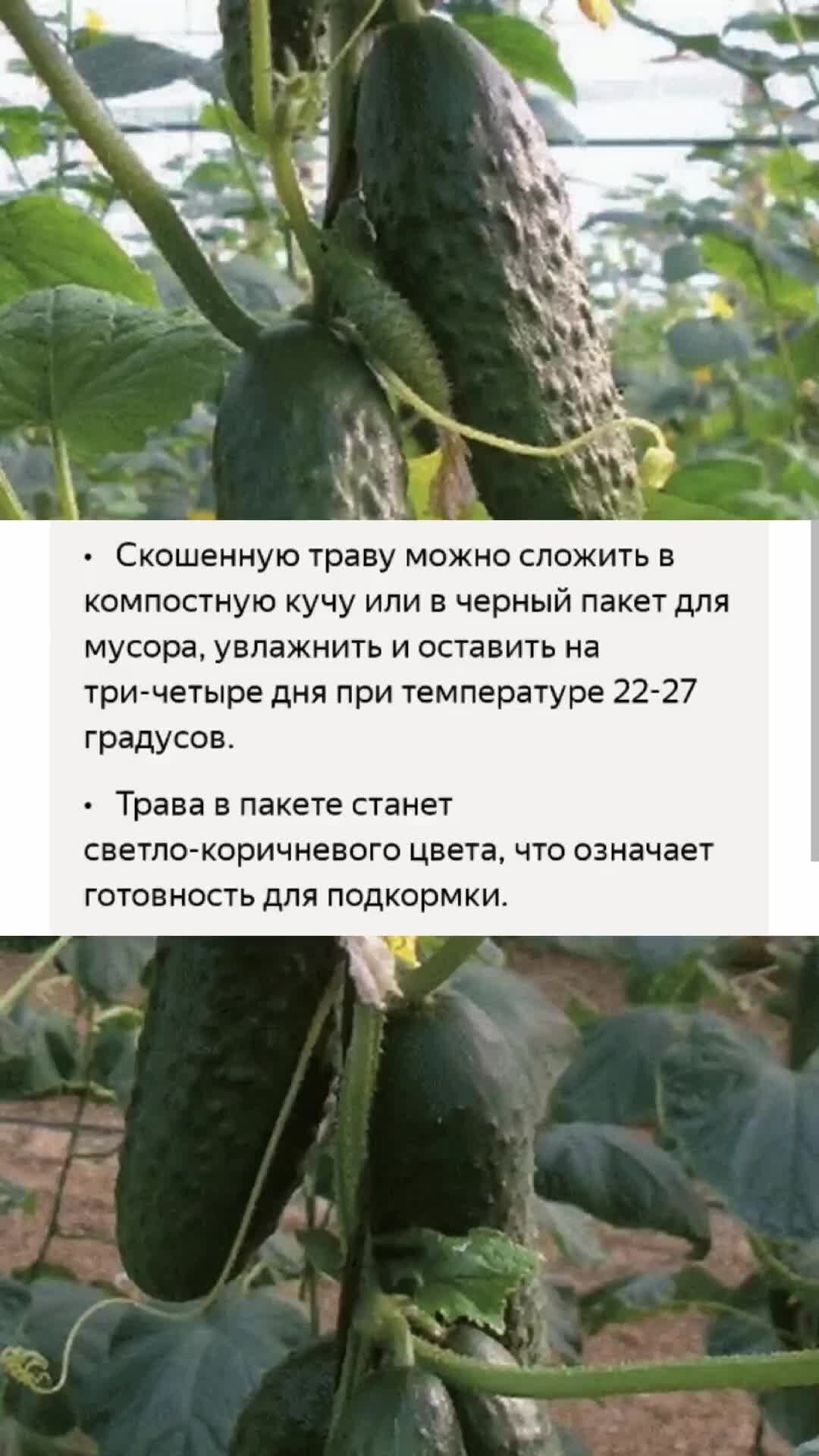 У тети Сони