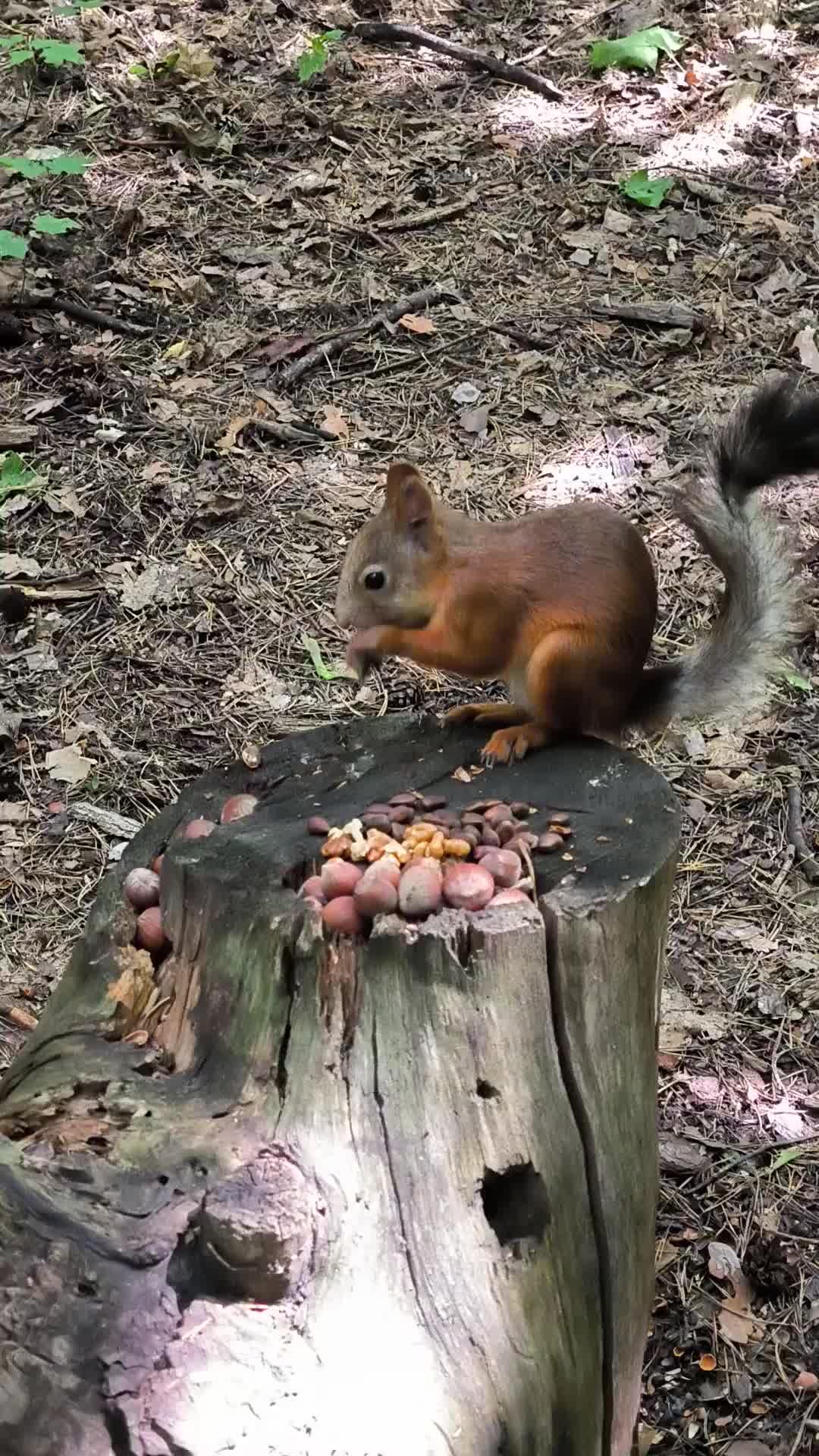 Белка поет. Бельчонок с барабаном. Белки с музыкальными инструментами. Рыжие животные. Рыжая белочка.