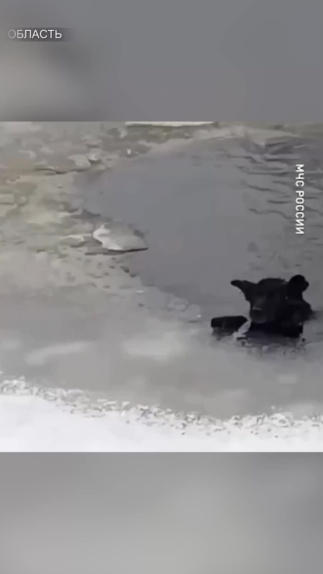 Собака провалилась под лед. Спасают животных на льду. Спасение провалившегося под лед. Собака тонет. Мужчина спас собаку из ледяной воды.