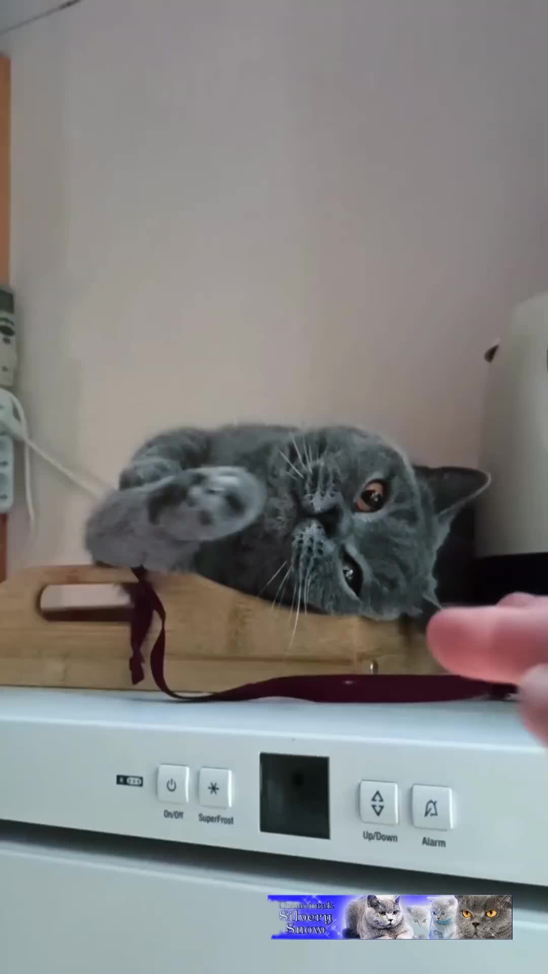 Про котят как они. Про котят как они