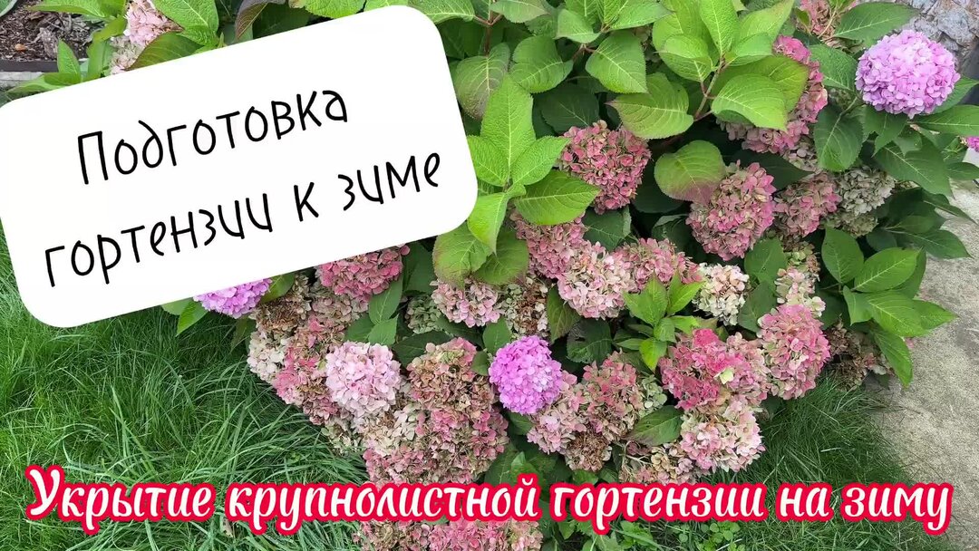 Подкормка гортензии после зимы. Подкормка гортензии. Укрытие гортензии крупнолистной на зиму. Укрытие крупнолистной гортензии на зиму в Подмосковье.