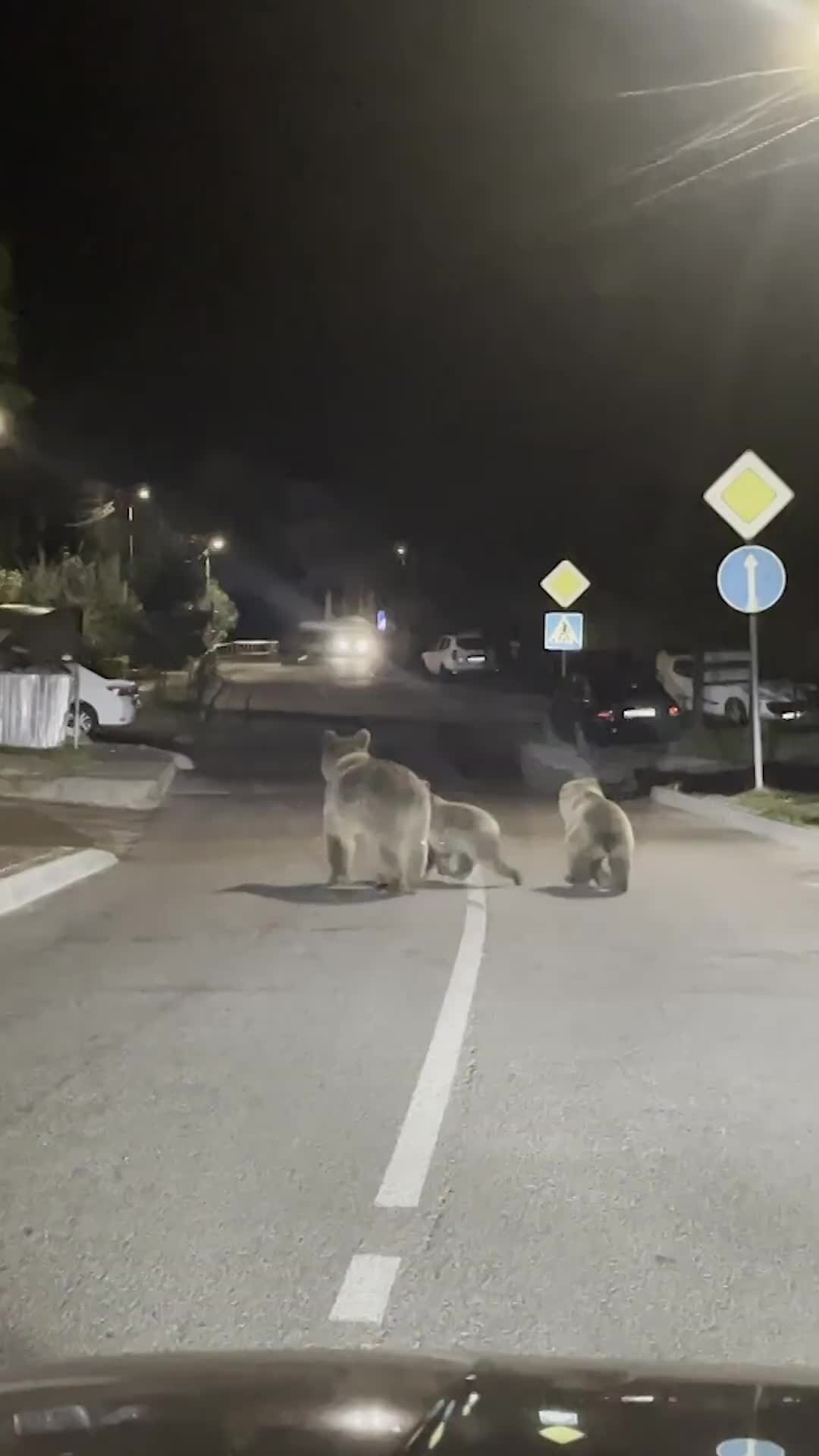Узнай Россию | Медведица с медвежатами заблудилась и вышла на дорогу ...