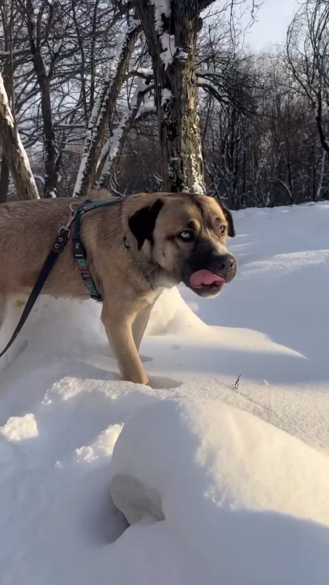 климактерический горб. два холка. упражнения от холки на шее. дорзальный юношеский кифоз.