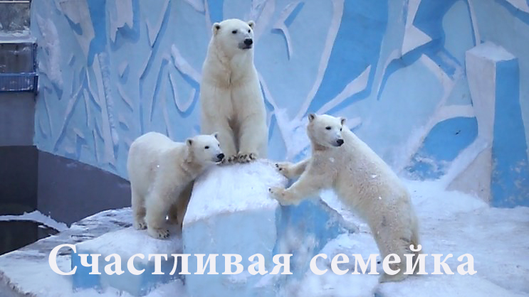 Youtube мишка. Дмитрий шишкин орел. Маша и медведь мультсериал. Жылейный медветь варере. Желейный мишка валера.