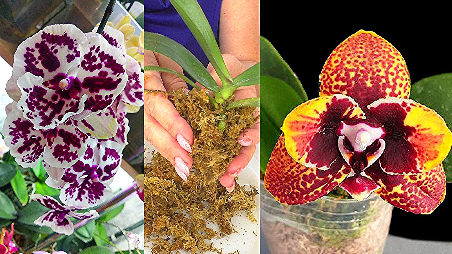 Орхидеи азиаты. Орхидея фаленопсис сердце дракона. Фаленопсис азиатские джунгли. Азиатский фаленопсис саншинг. Фаленопсис fangmei sweet.