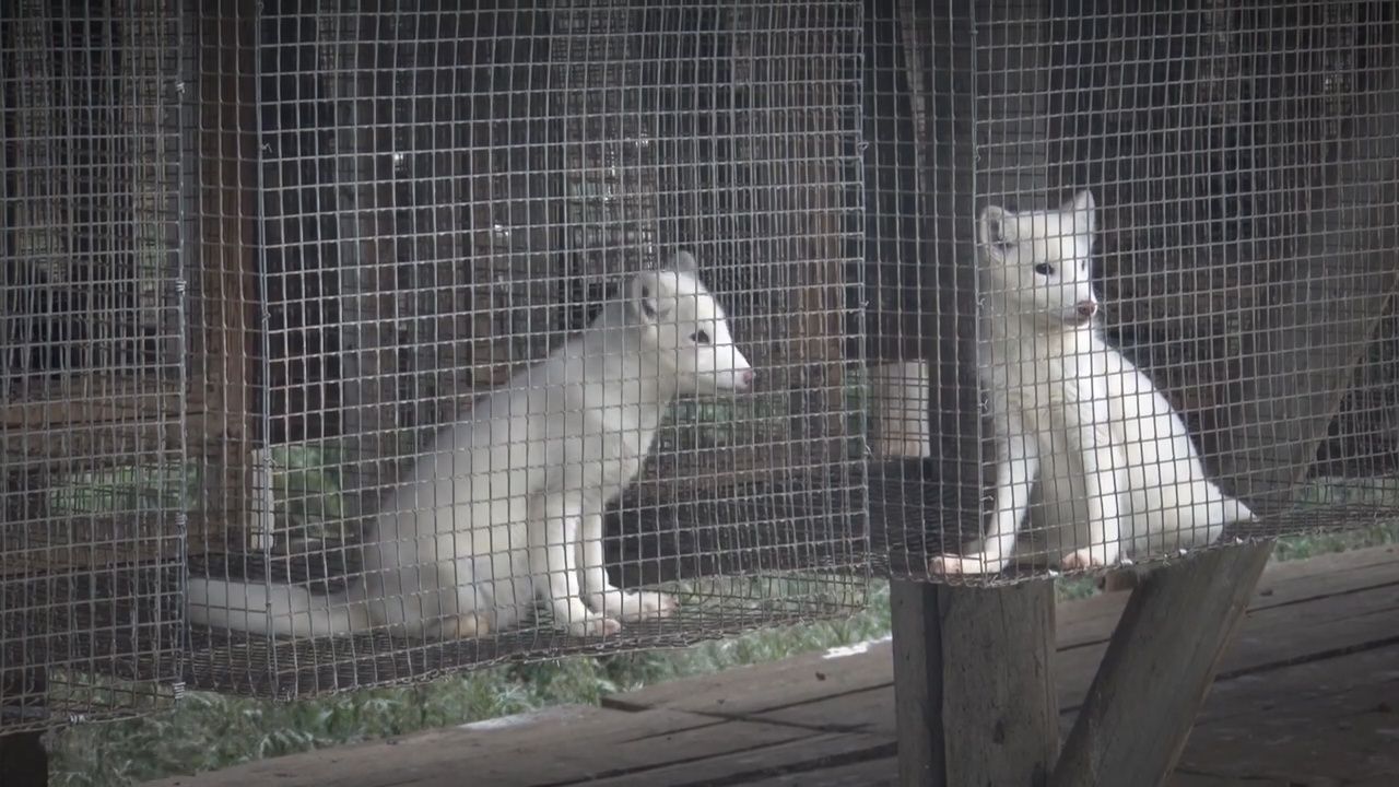 Разведение песцов. Звероферма шиншилловая ферма. Клеточное пушное звероводство в россии. Звероводство голубой песец. Шеды на звероферме.