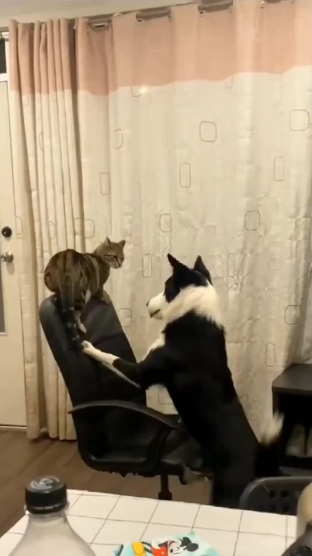 Котики и со бачкибачки. Смешные собаки. Объятия животных. Смешные собаки. Кошки и собаки.