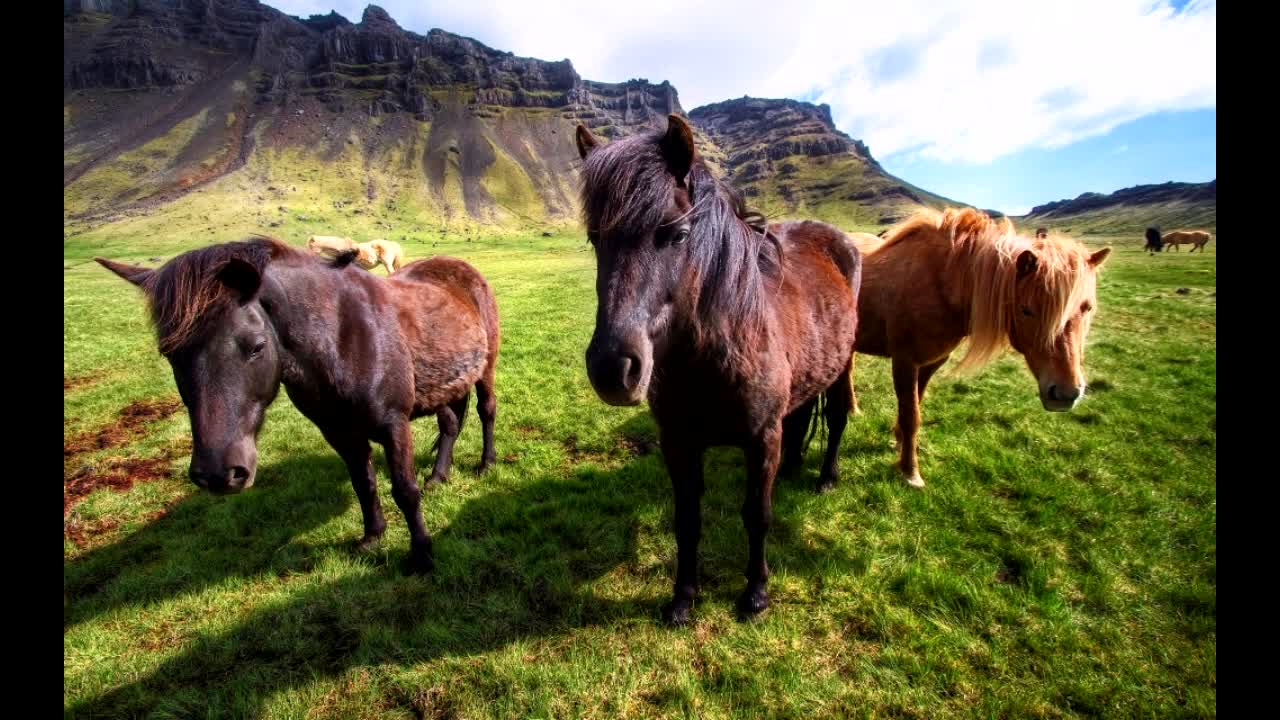 Прочитать кони. Александр невзоров и лошади 2020. Прочитать кони. Прочитать кони. Прочитать кони.