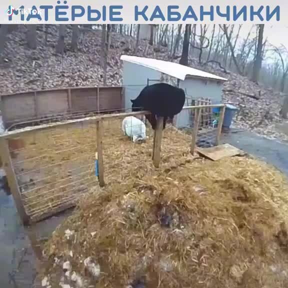 Время реакции животных. Время реакции животных. Время реакции человека к действию раздражителей. Средняя скорость реакции человека. Таблица реакции человека.