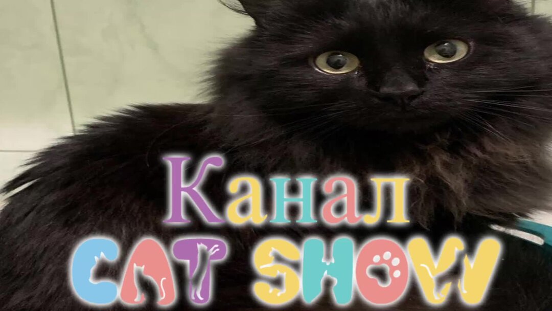 Озвучка котов. Мемы с котами. Про котиков с озвучкой. Прикольные котики с озвучкой. Смешные коты до слез.