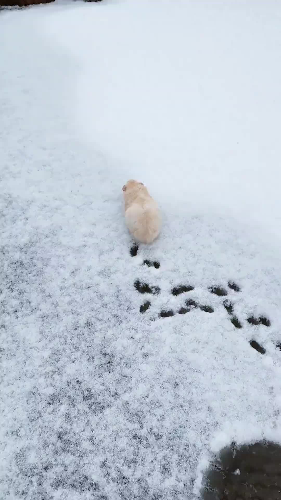 0 снег. 0 снег. Fir. Белоснежная зима. Зимняя природа.