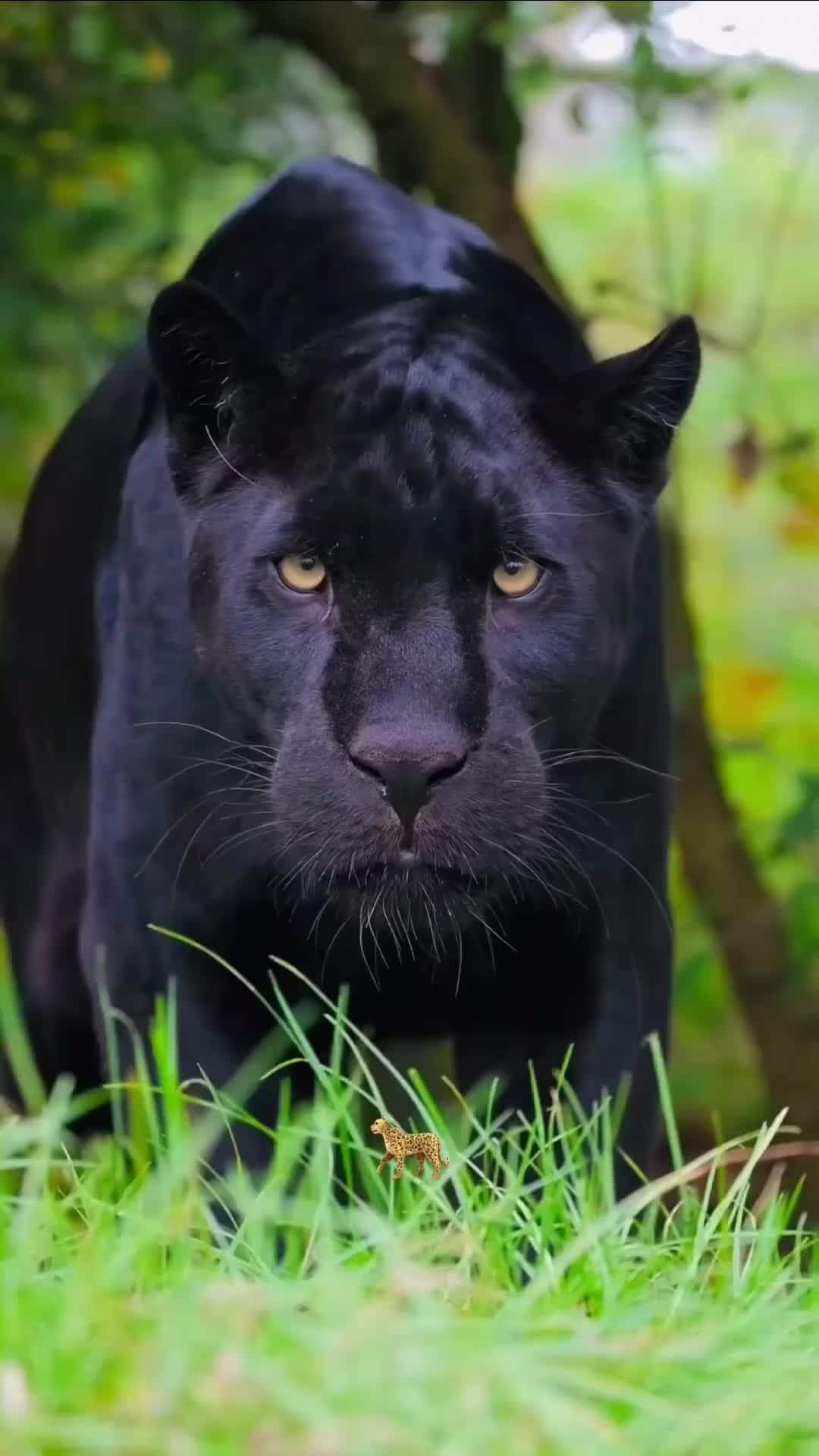 Пантера фото животного
