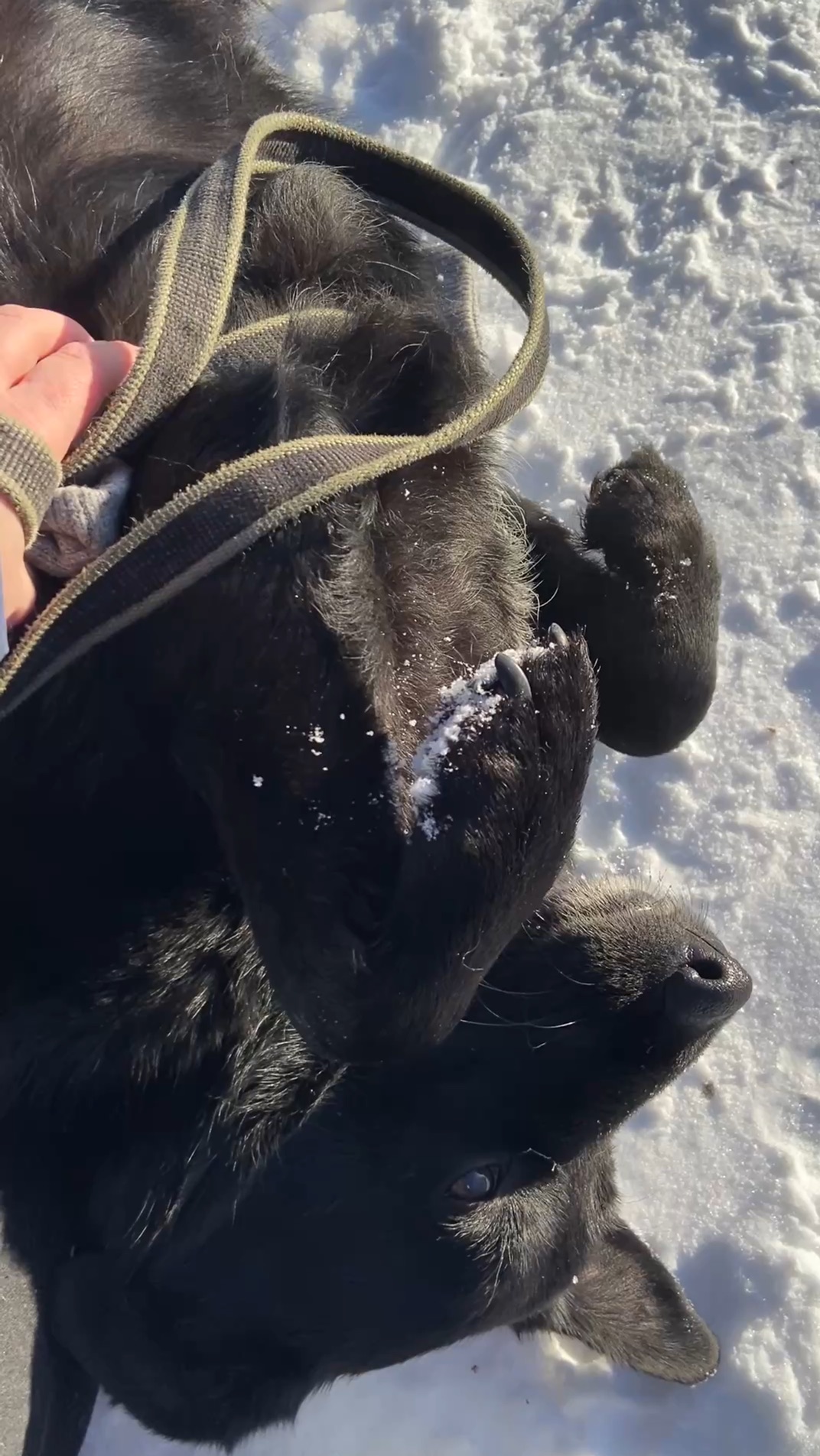 смехова приди и забери