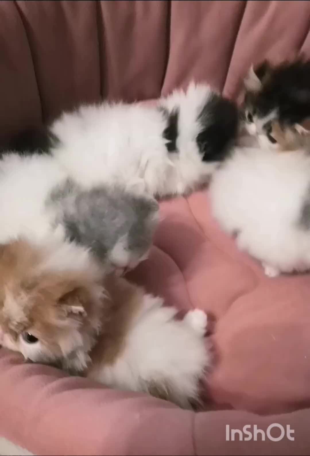 Персидские котята Персидские котята