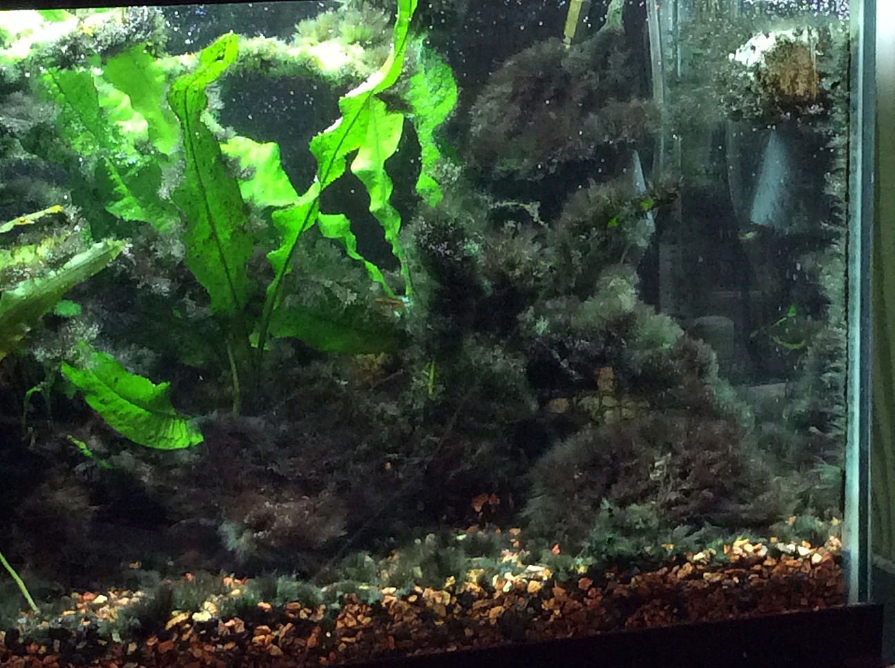 Нитчатые зеленые водоросли. Как избавляются от рыб в аквариуме. Как избавляются от рыб в аквариуме. Перекись в аквариум. Синезеленые водоросли в аквариуме.