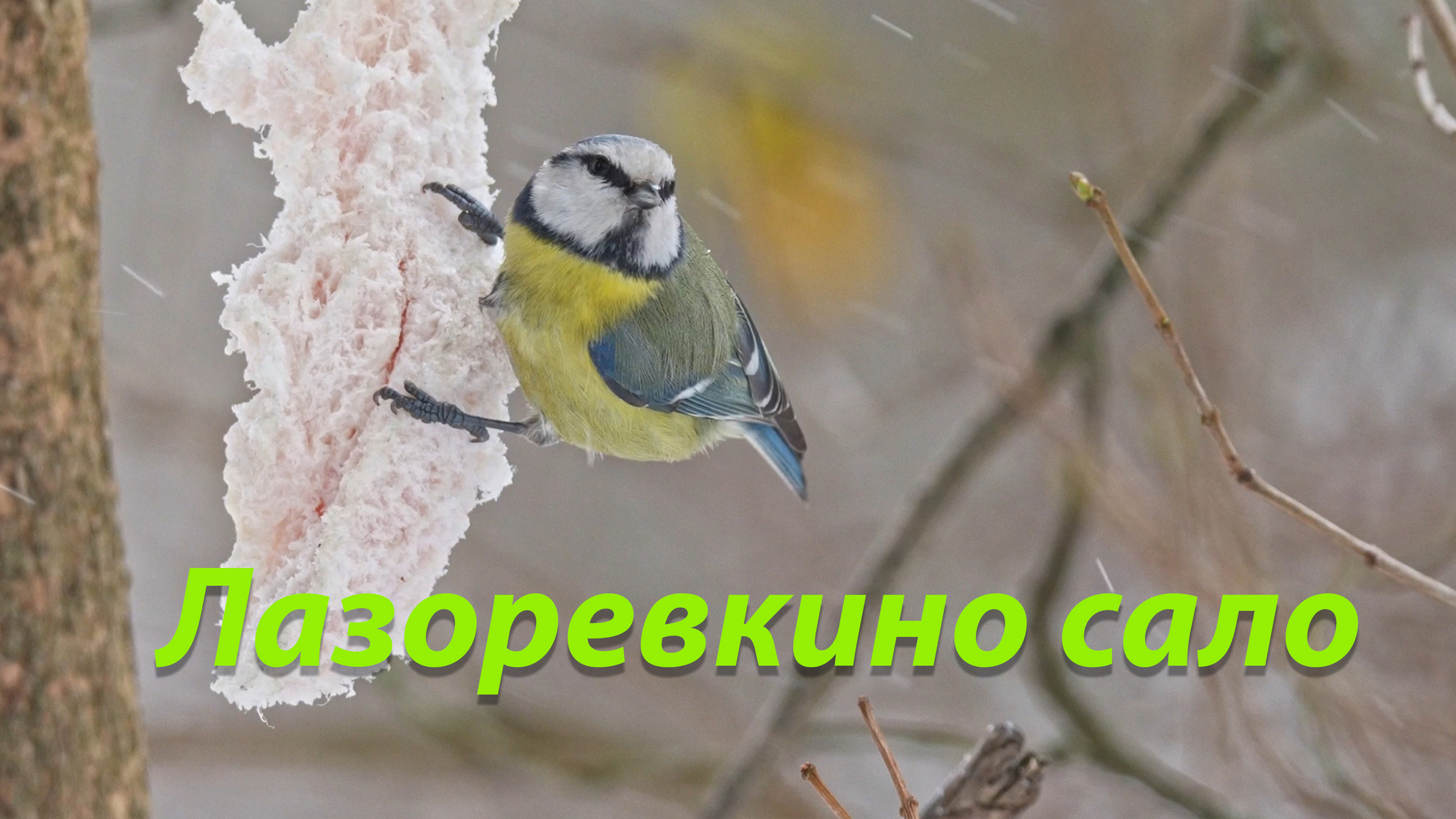 каким кормом можно кормить зимующих птиц. сало для синиц. воробьи едят овёс. можно ли синицам овес. корм синицам в кормушку.