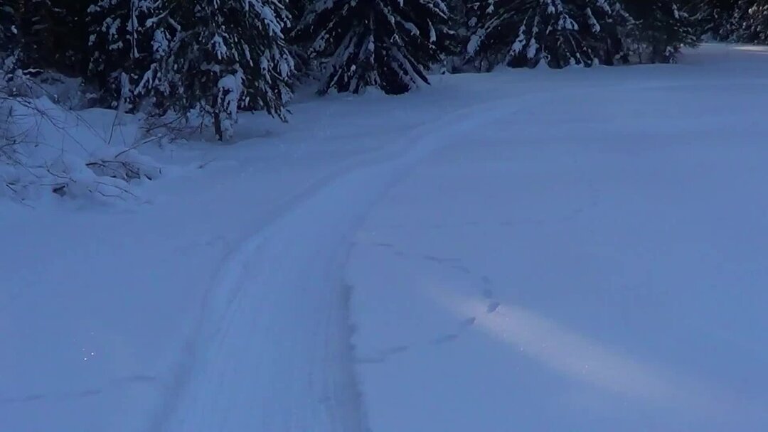 Fox statue. сумасшедший лис. свекор северный лис дзен. свекор северный лис дзен. альпака будда.