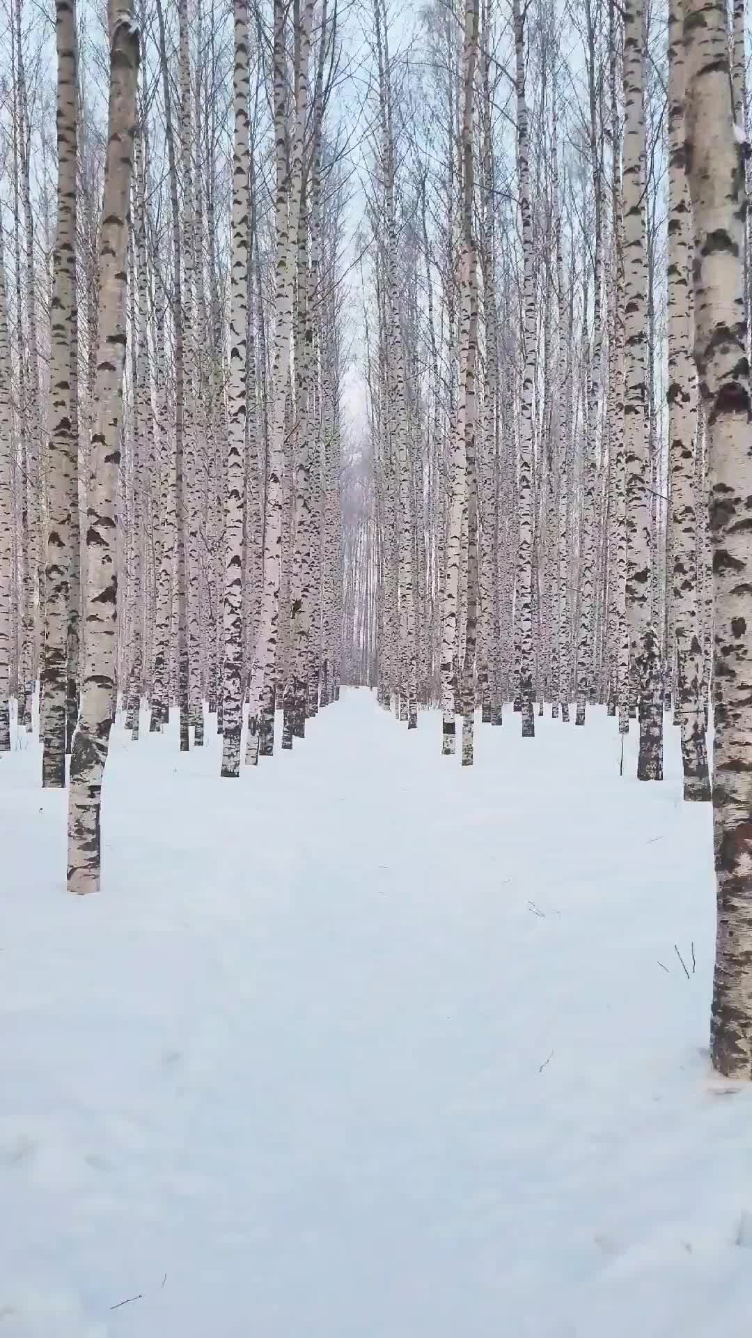 Прима парк щербинка барышевская роща дом 1. Березовая роща воронеж дом 9 этажей. Берёзовая роща, 24а. Берёзовая роща, 24а. Воронеж березовая роща дом 24/1.