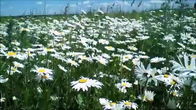 цветочные ромашковые поляны кузбасса. ромашковое поле псковская область. поле из ромашек. поле ромашек. луг с ромашками.