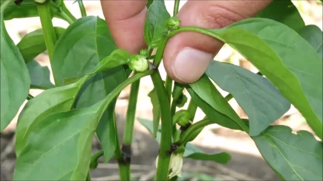 Завязь для перцев. Надо ли пасынковать перцы в теплице. Нет завязи перца в грунте. Перец цветет. Нет завязи перца в грунте.