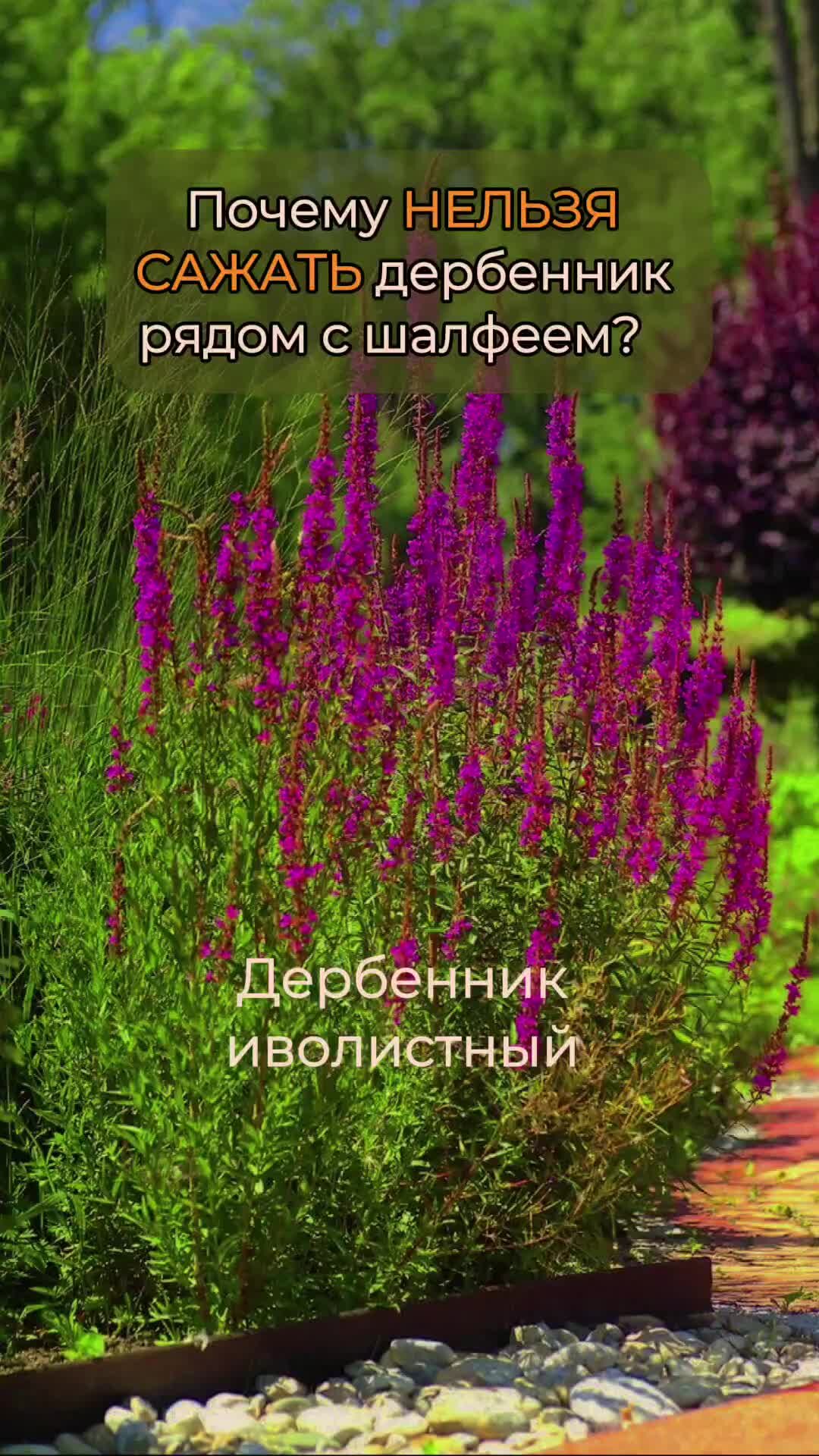 Сад по-новому. Школа ландшафтного дизайна Натальи Мягковой | Почему нельзя  сажать дербенник рядом с шалфеем? Ответ в комментарии. Жми на ссылку 👉  https://clck.ru/39qeCK , чтобы разобраться с нюансами создания цветников на  БЕСПЛАТНОМ