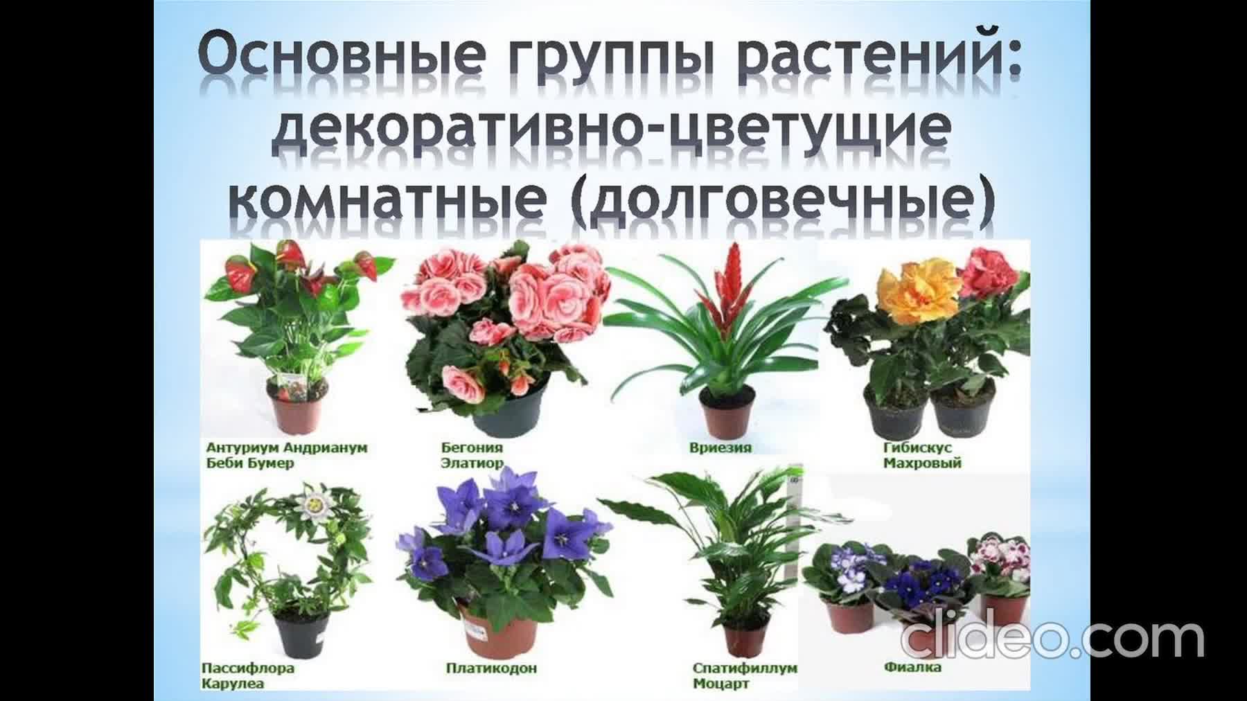 Комнатные растения с цветами названия. Комнатные растения названия. Домашние растения названия. Декоративные домашние цветы. Комнатные растения с назв.