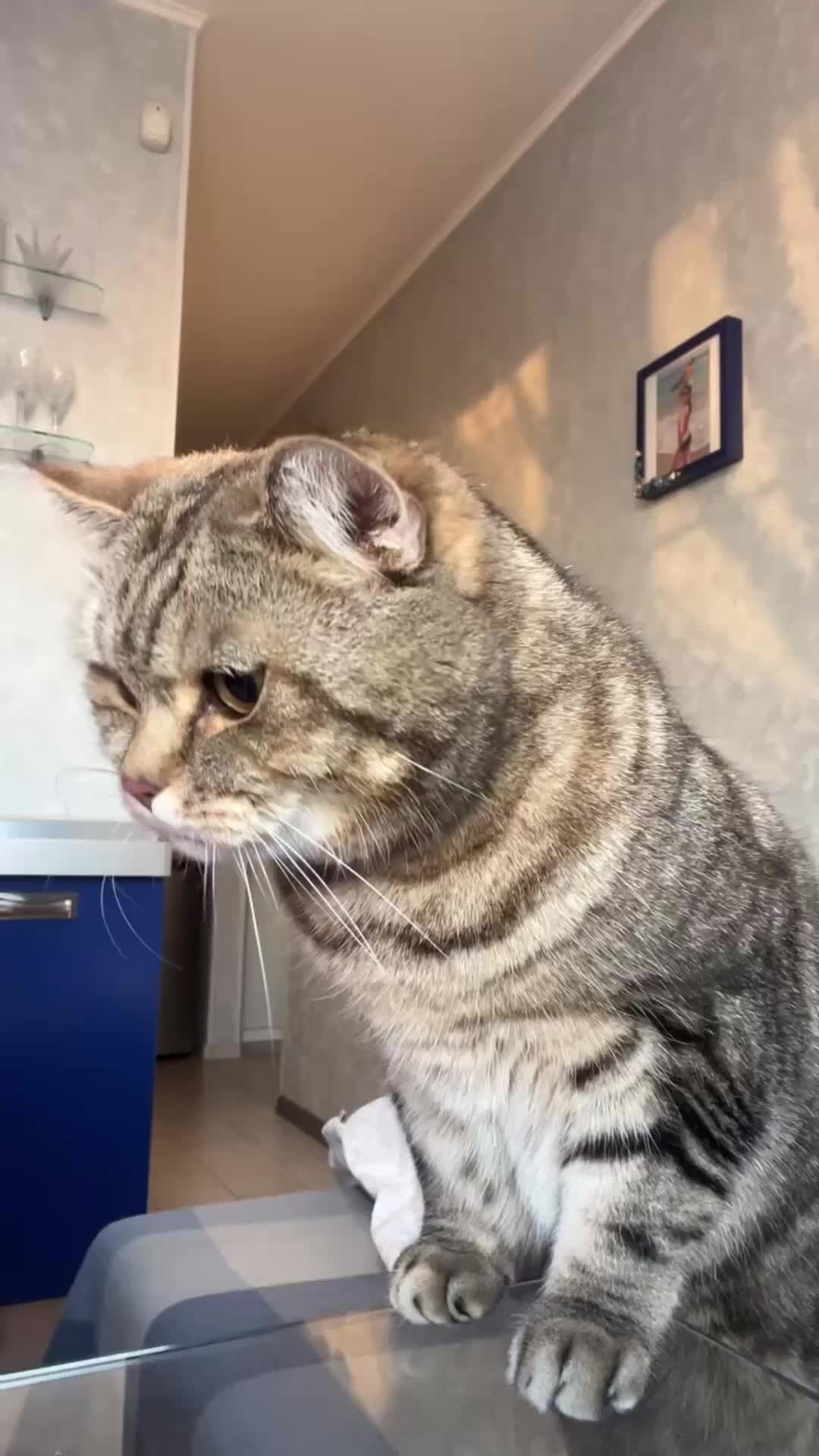 словарь кошек. коте перевод. словарь кошек. человеческо кошачий язык. коте перевод.