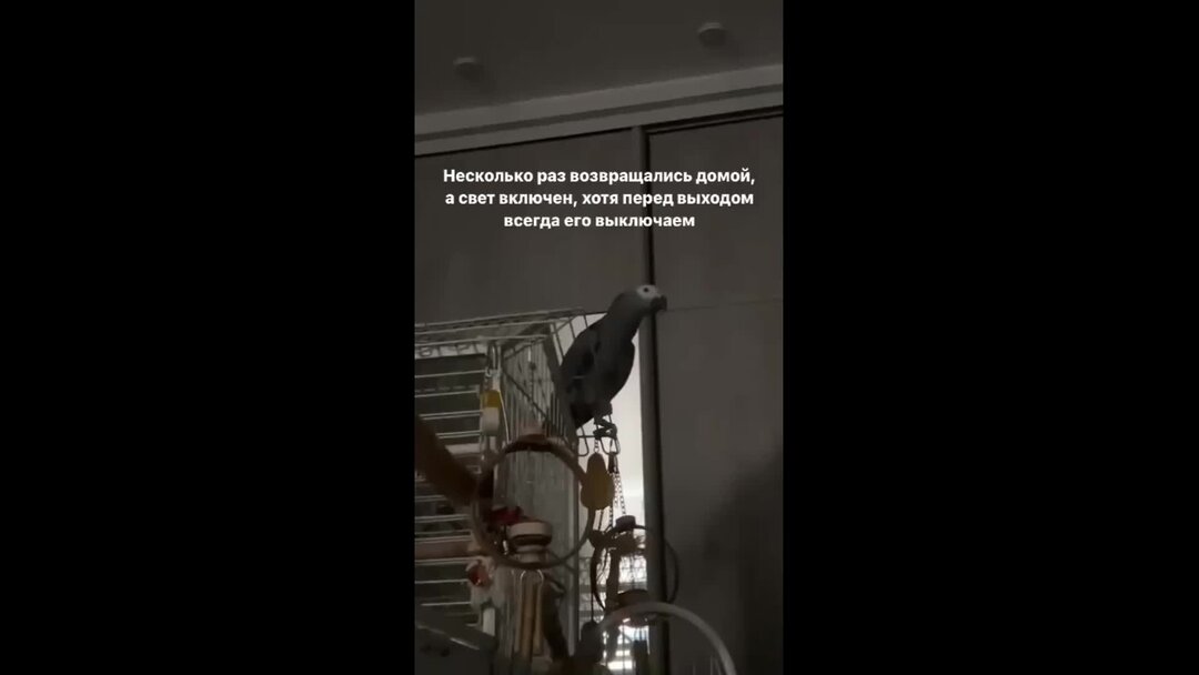 щебет попугаев волнистых.