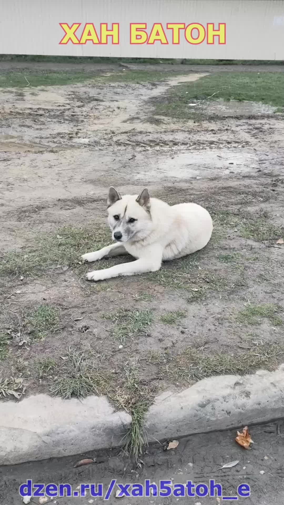 Лунный календарь на 2023 год по месяцам с фазами луны таблица. Стрелец. Следующий год по китайскому календарю. Убывающая луна в феврале 2023. Стрелец.
