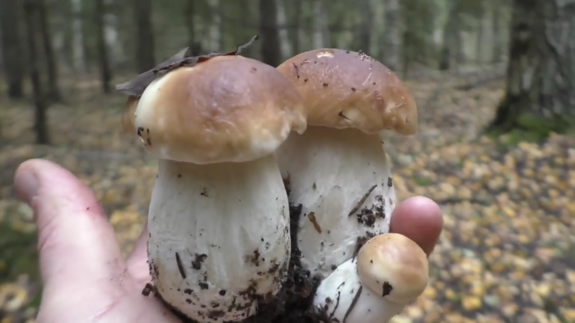 В каком районе растут грибы. Грибные леса подмосковья карта. В каком районе растут грибы. Грибы в сосновом бору ленинградской области 2020. Грибы в еловом лесу.