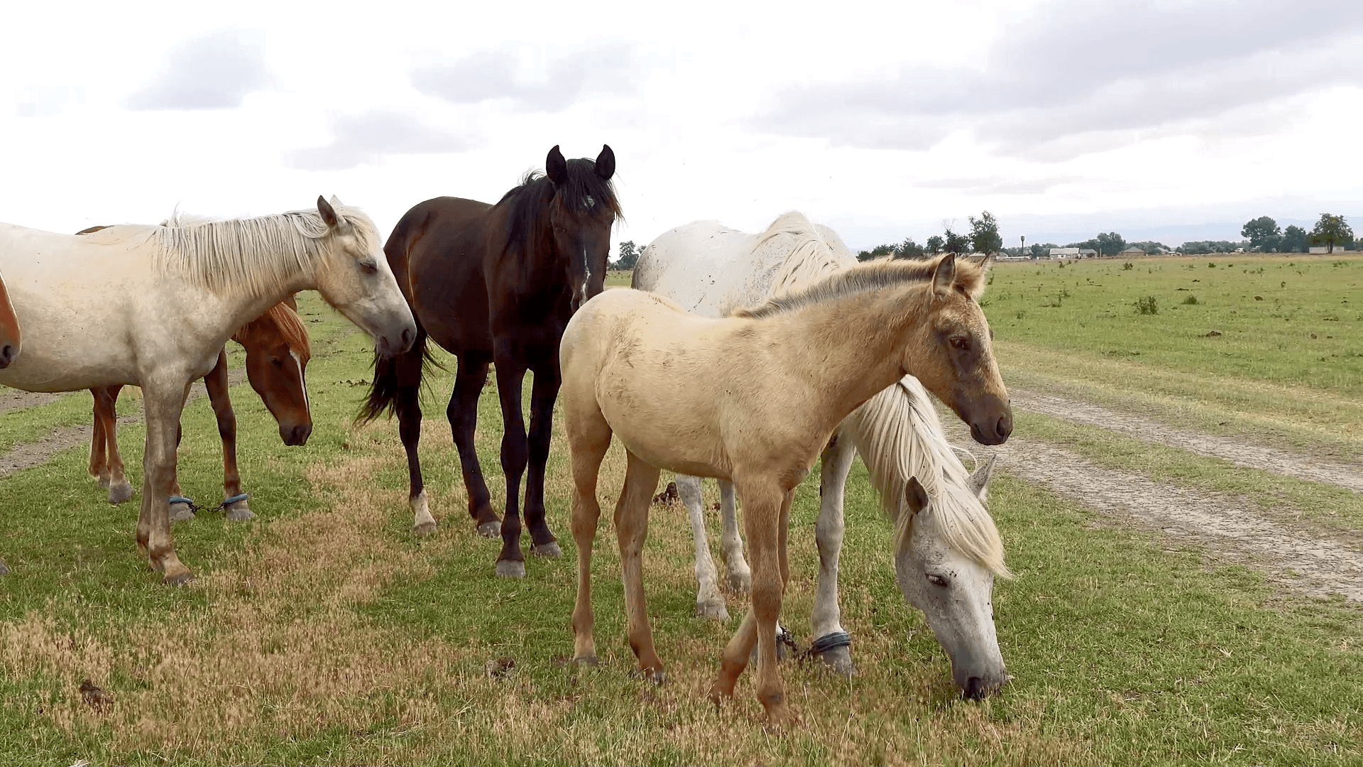 Про домашних лошадей. Лошадь коричневого цвета. Дикий предок лошади. Equus ferus caballus. Домашние животные лошадь.