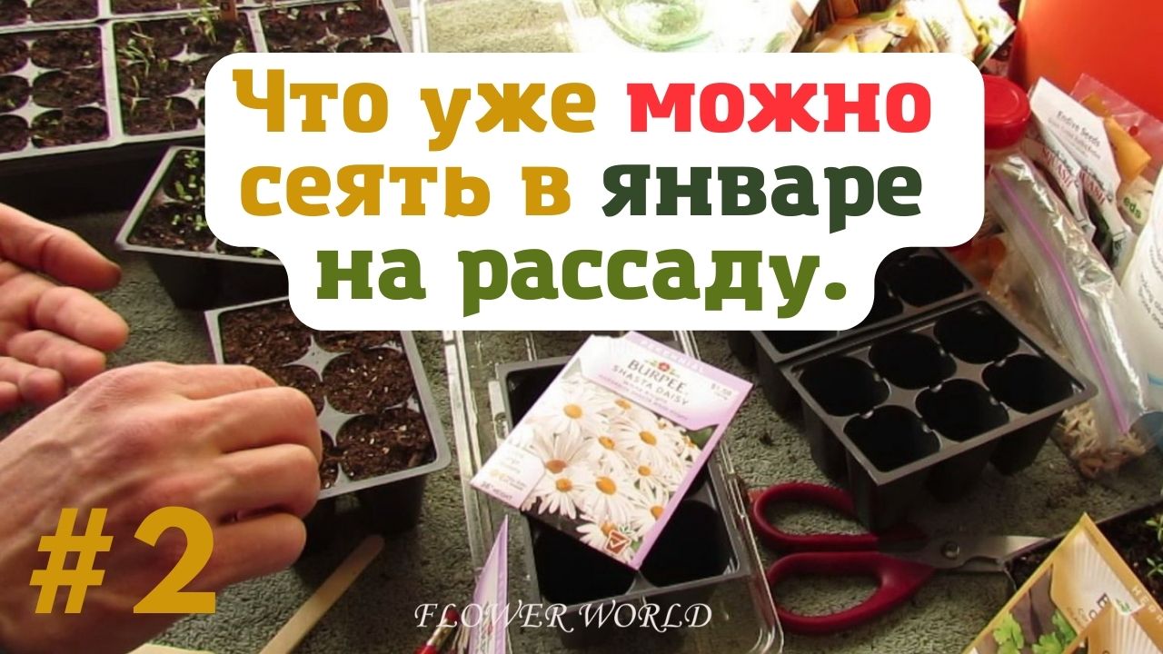 Какие семена можно