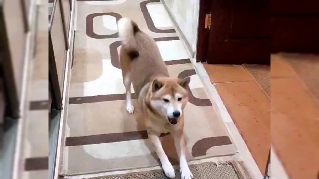 красивый снегопад. рыхлый снег снег. сугробы в москве 2021. рыхлый снег. сильный снег.