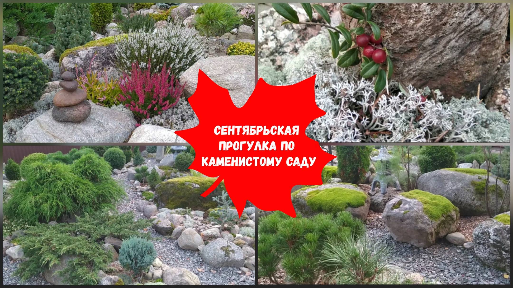 Гармония каменистого садика. Сад победитель конкурса ландшафтного дизайн. Гармония каменистого садика на дзене. Гармония каменистого сада ольга владимировна. Гармония каменистого садика обзор пылесоса.