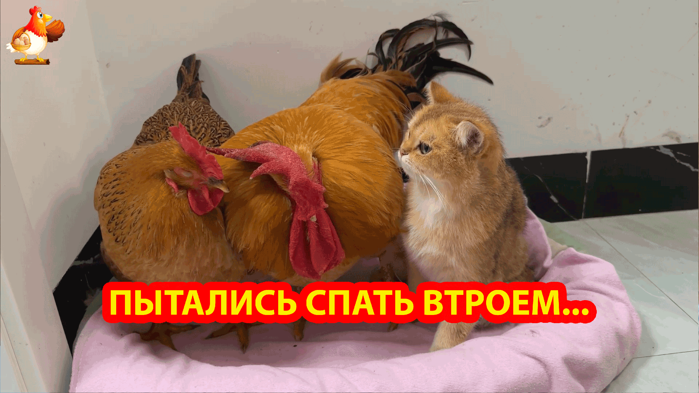 К чему снятся головы кошек