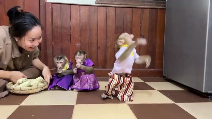 Обезьянки 3 малышики нарядные едят молочную кукурузу Пищат Прыгают ...