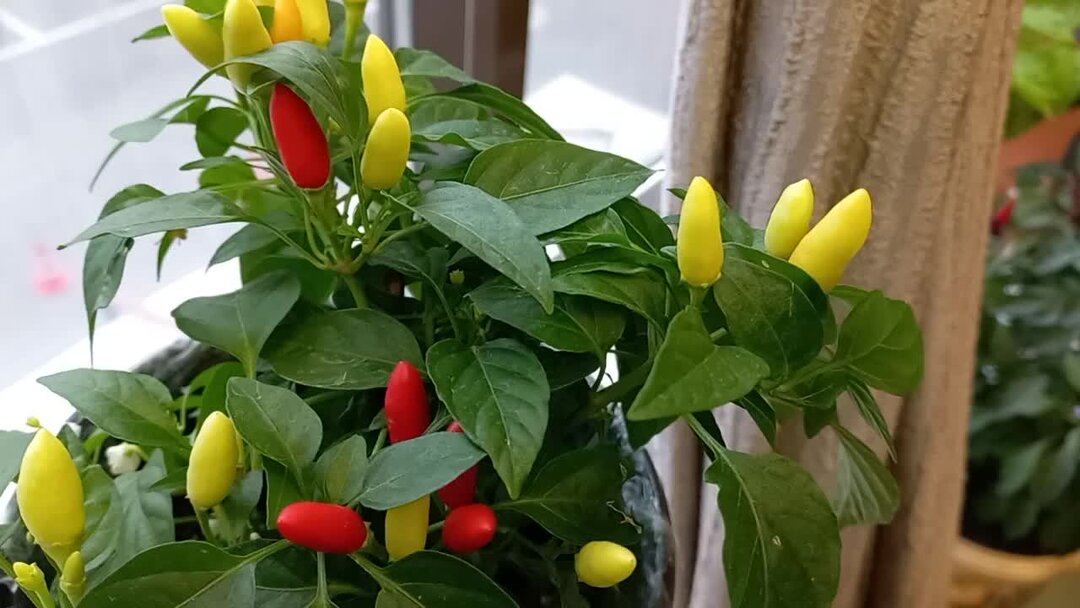 Chilli Pepper Potted Plant Collection Plants, Green chilli plant, Vegetable gard