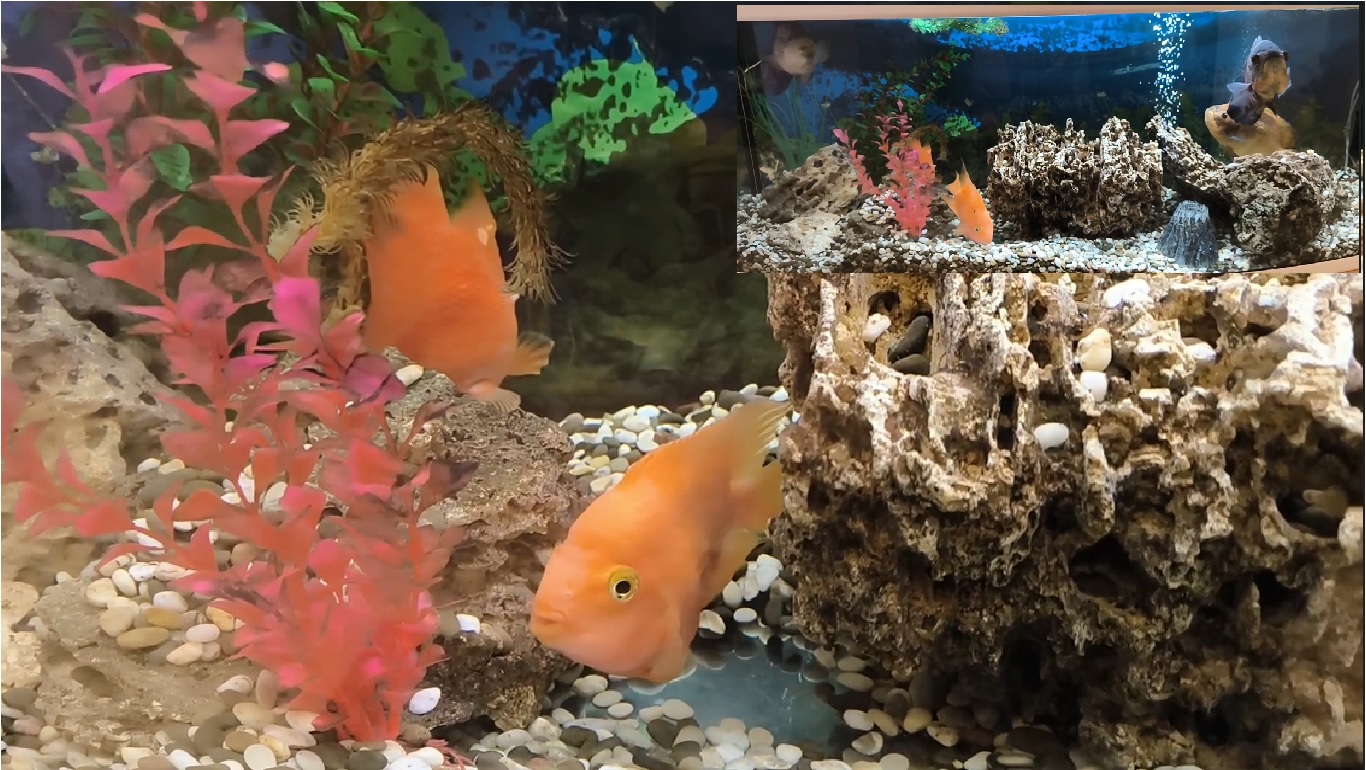 аквариум живые красивые рыбки.