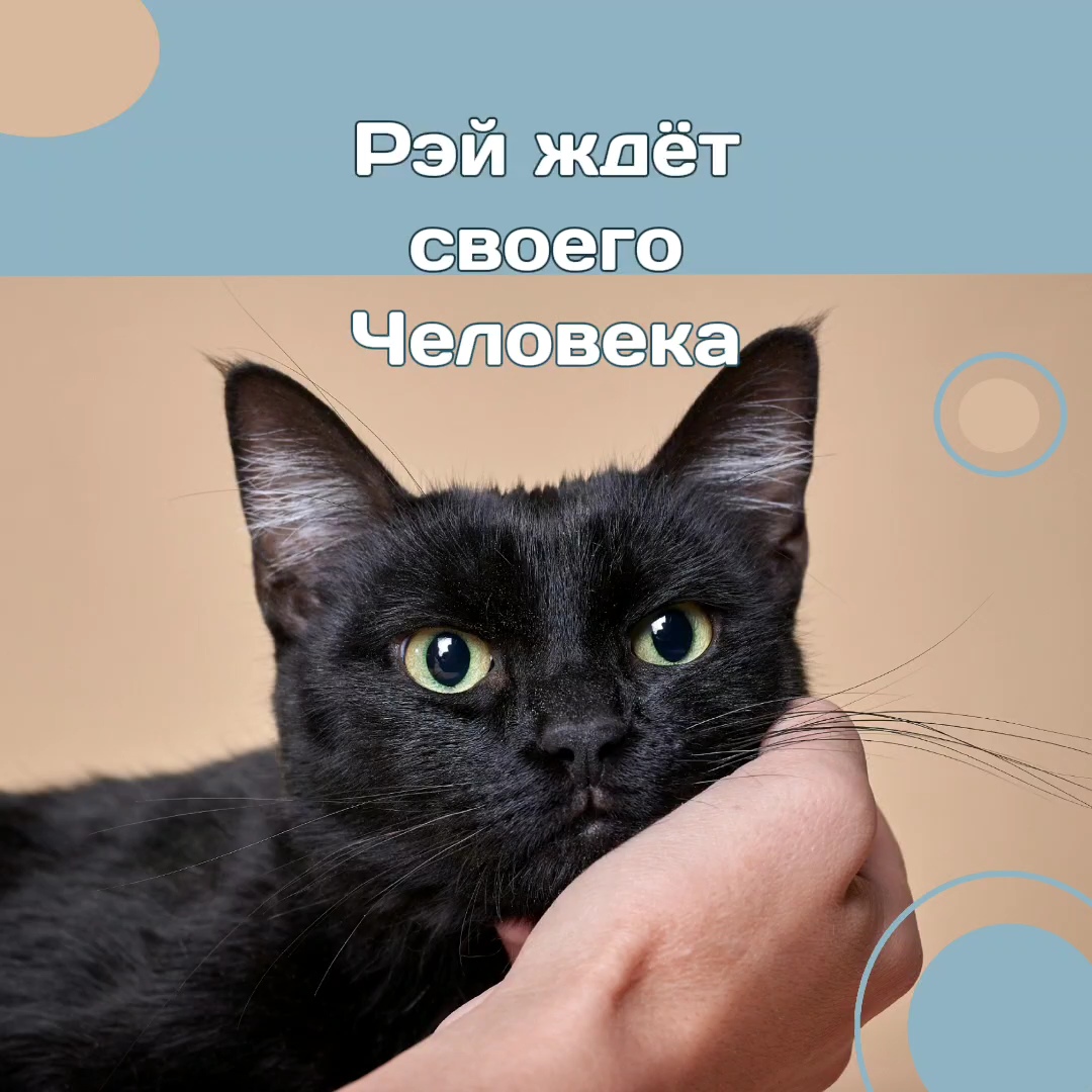 С человеческого на кошачий