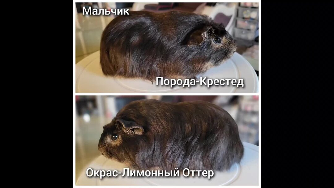 Температура морской свинки. Температура у морской свинки норма. Внутреннее строение морской свинки. Как видят морские свинки. Как определить возраст морской свинки.