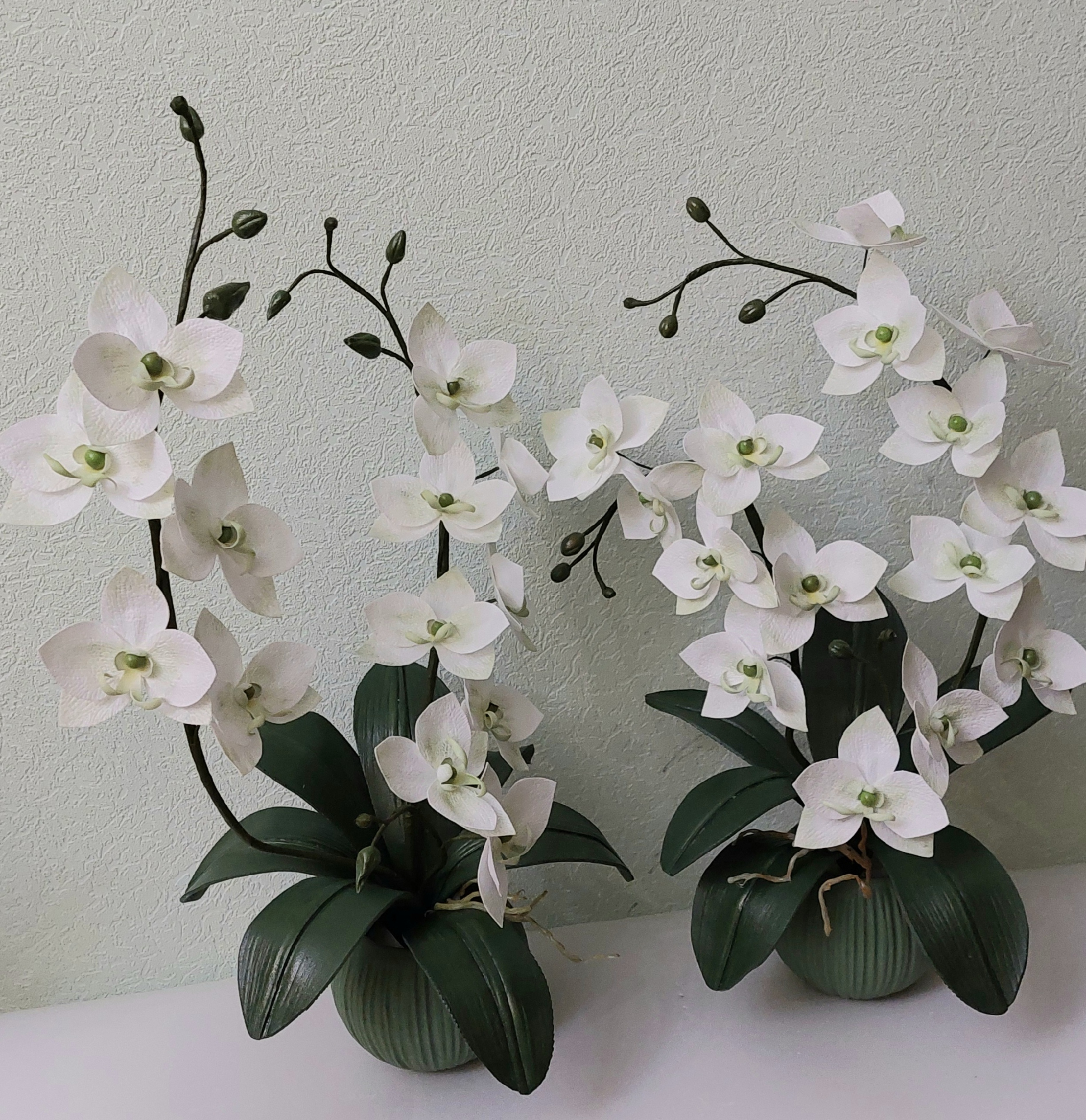 фаленопсис queen. Dtps queen beer орхидея. фаленопсис queen. фаленопсис африканская королева. фаленопсис queen.