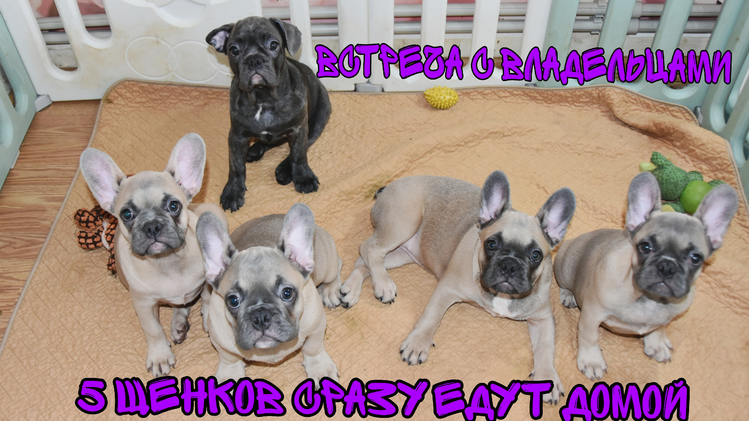 любовь живет 3 года. пей живи люби. любви нет цитаты. логотип армель на голубом фоне. выпивать и закусывать.