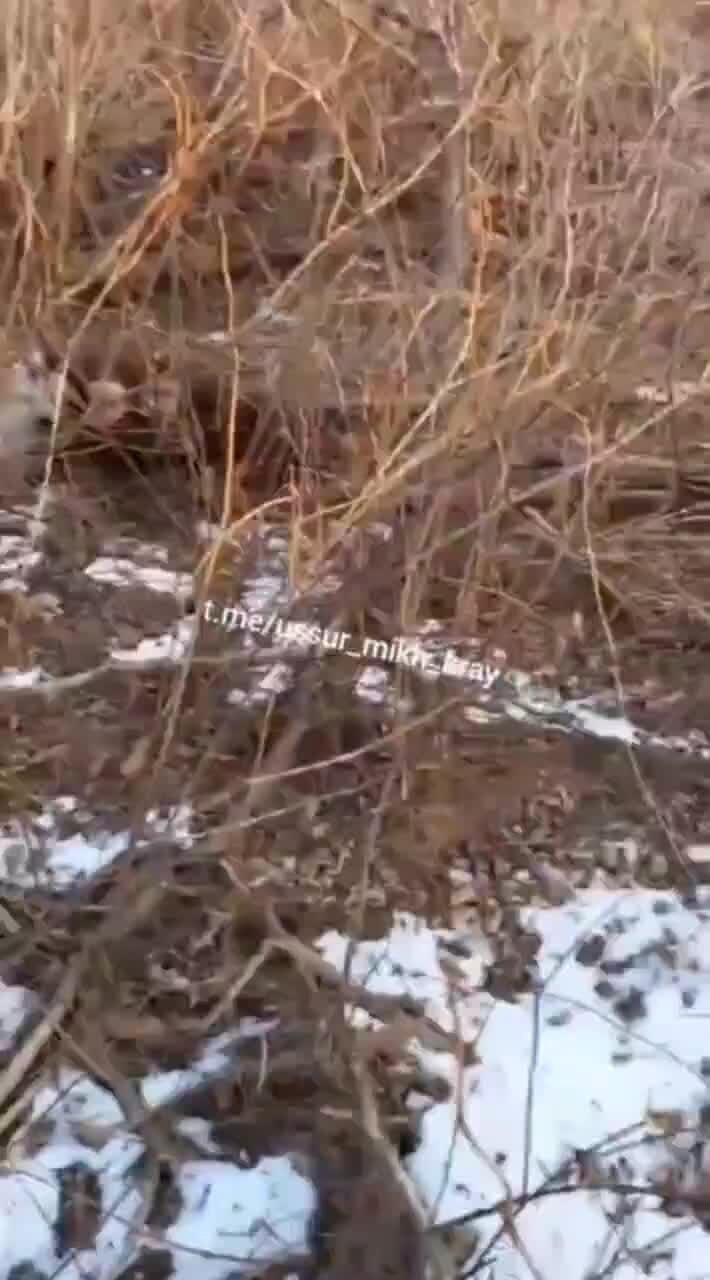 Зверь убитый мцыри. Мцыри иллюстрации барс. Мцыри битва с барсом. Мцыри бой с барсом. Мцыри битва с барсом.