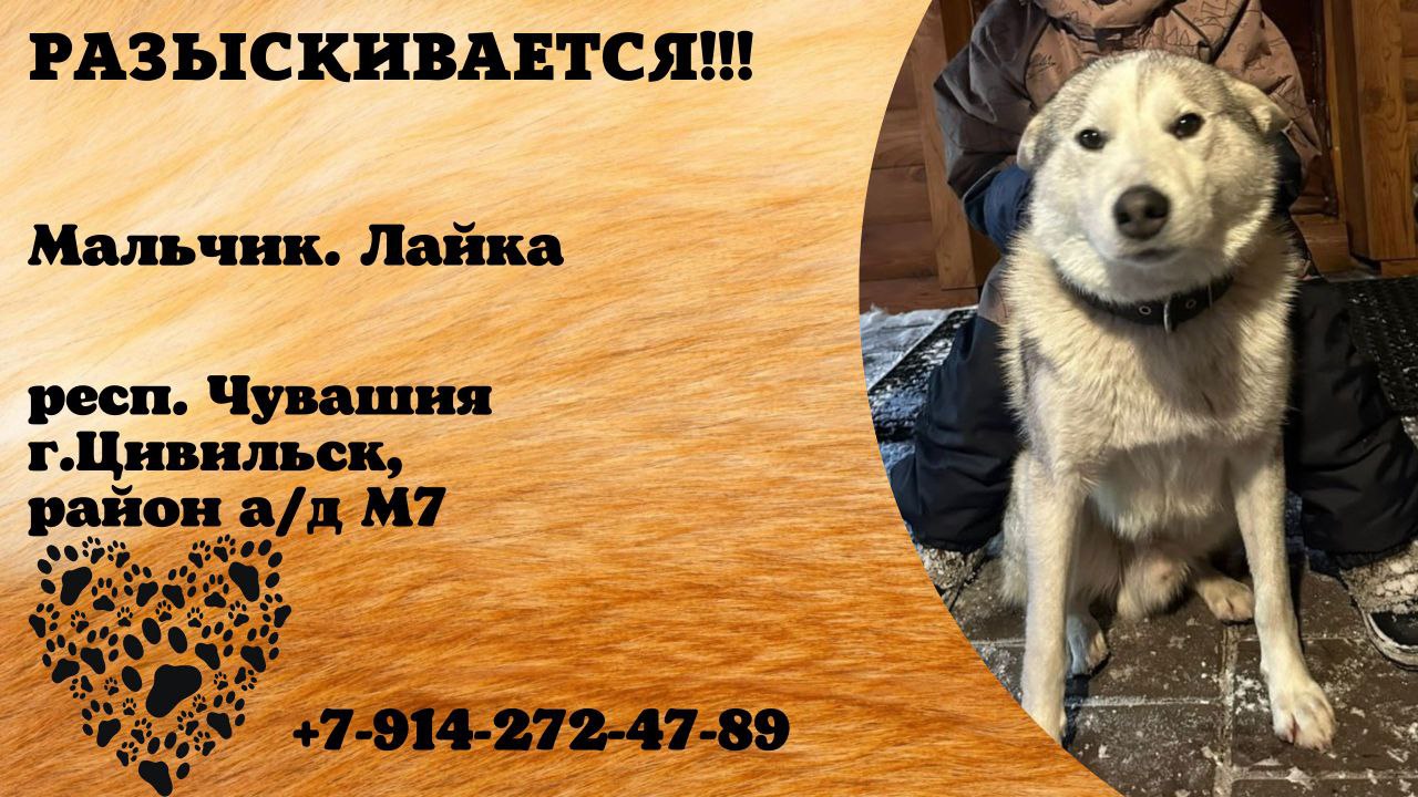 Имена собак на р