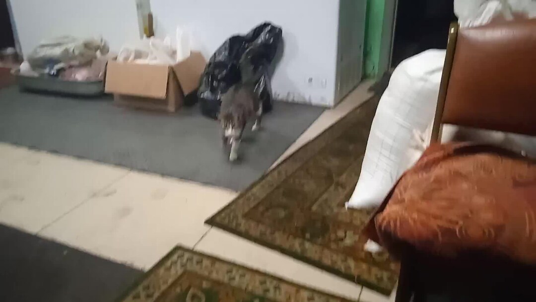 Василий+Ириска=Васириска. Самая милая пара приюта для животных | Джим ...