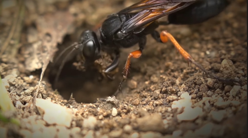 Муха комнатная. Отряд двукрылые мухи. Муха какой класс насекомых. Двукрылые насекомые представители. Овод отряд насекомых.