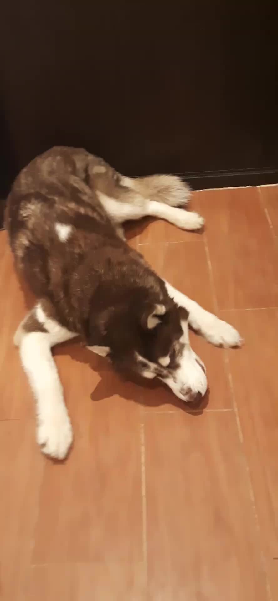 хошхоног хаски. песня хаски и энджела. хаски рокки майк и лекси. отель хазбин шип энджел и хаск. хаски музыкант.