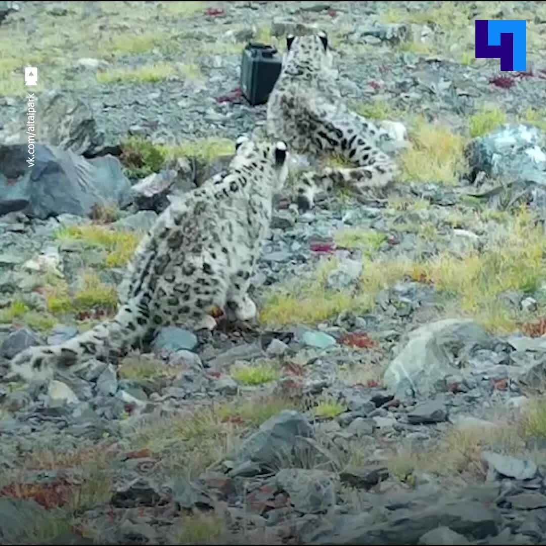 Сайлюгемский заповедник снежный Барс